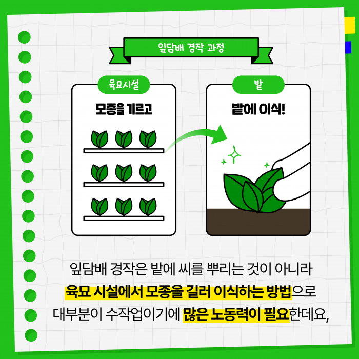 KT&G, 잎담배 농가 모종이식 봉사활동 진행 기사의 사진