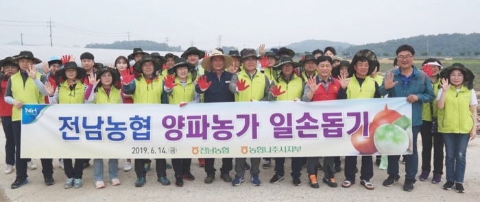 전남농협, 전남 나주시 다시면 일원에서 양파 수확철 품앗이 일손돕기 모습