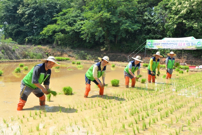 고창군, 토종벼 모내기 행사 실시 기사의 사진