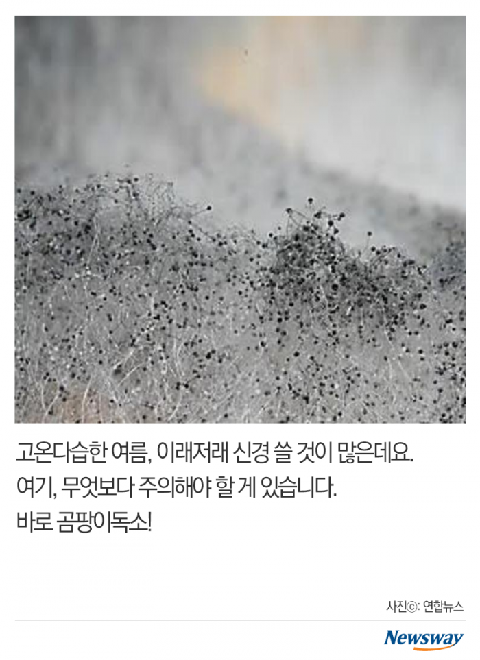 곰팡이 도려내고 먹으면 괜찮을까 기사의 사진