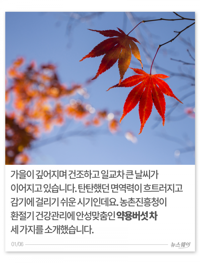 찬바람에 면역력 뚝···이맘때 ‘○○차’가 딱 기사의 사진