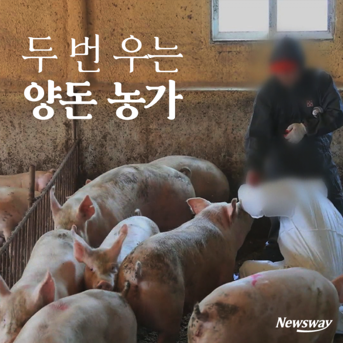 두 번 우는 양돈 농가 기사의 사진