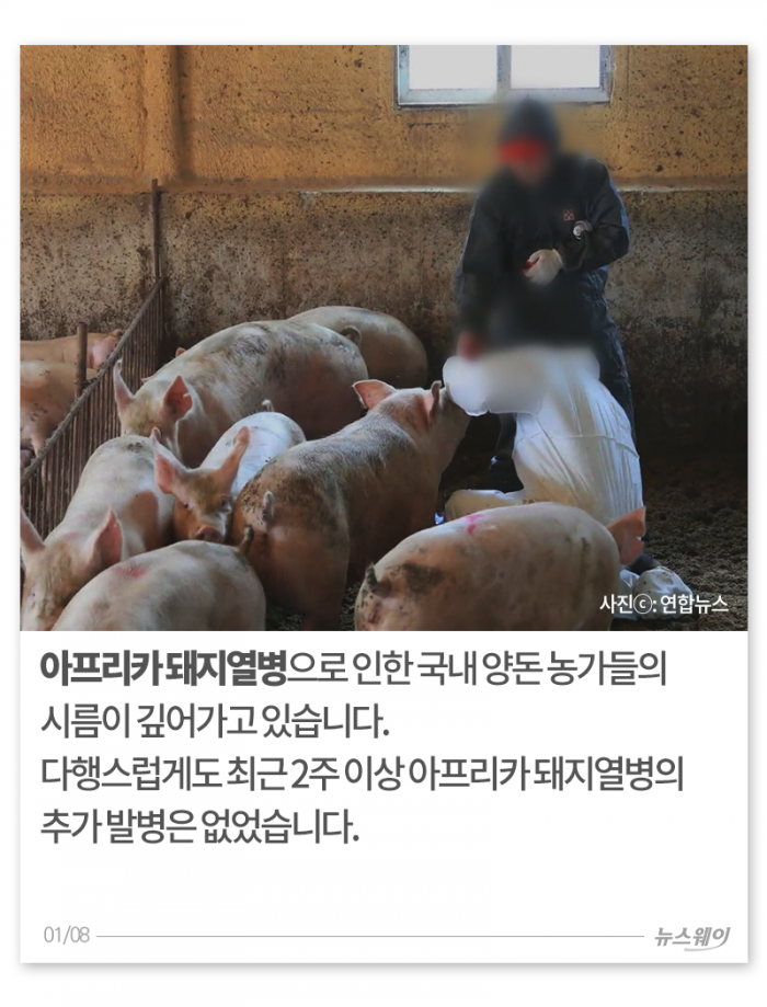 두 번 우는 양돈 농가 기사의 사진
