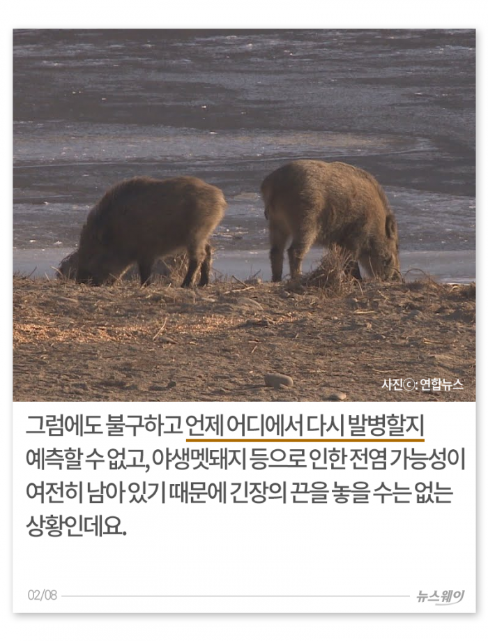 두 번 우는 양돈 농가 기사의 사진