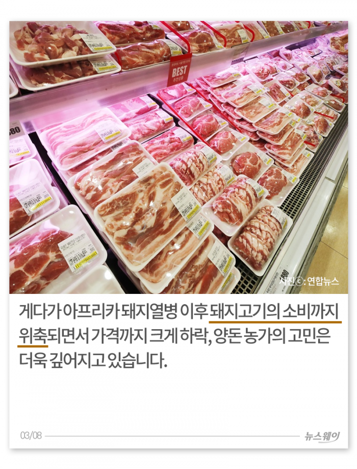 두 번 우는 양돈 농가 기사의 사진
