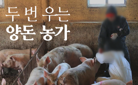 두 번 우는 양돈 농가