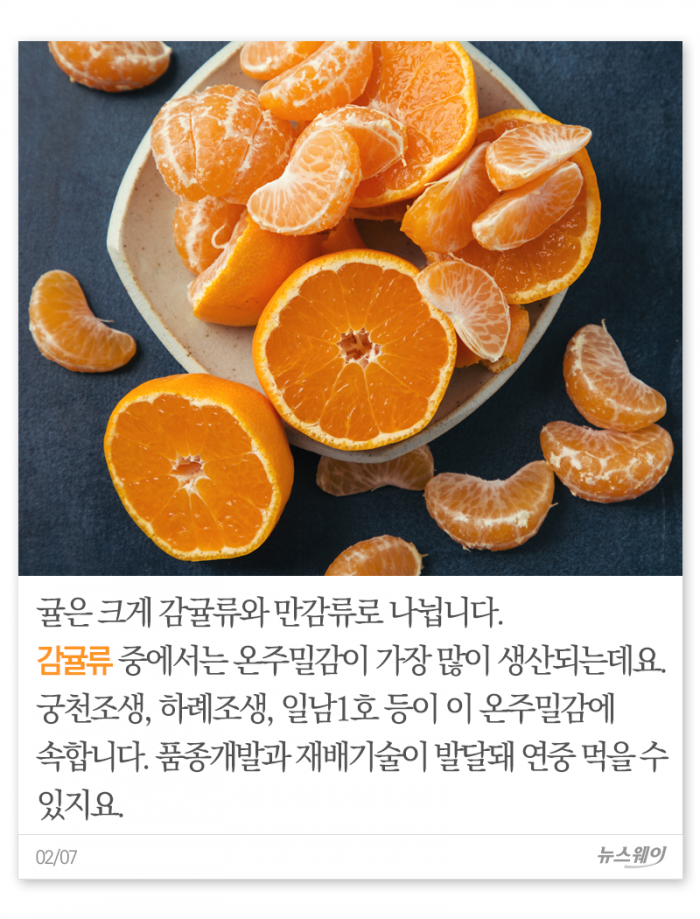 귤, 몇 개나 먹으면 되겠니? 기사의 사진