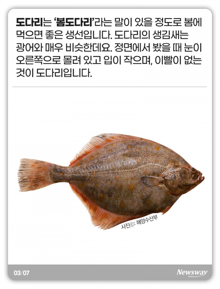 지금 도다리와 주꾸미를 먹어야 하는 이유 기사의 사진