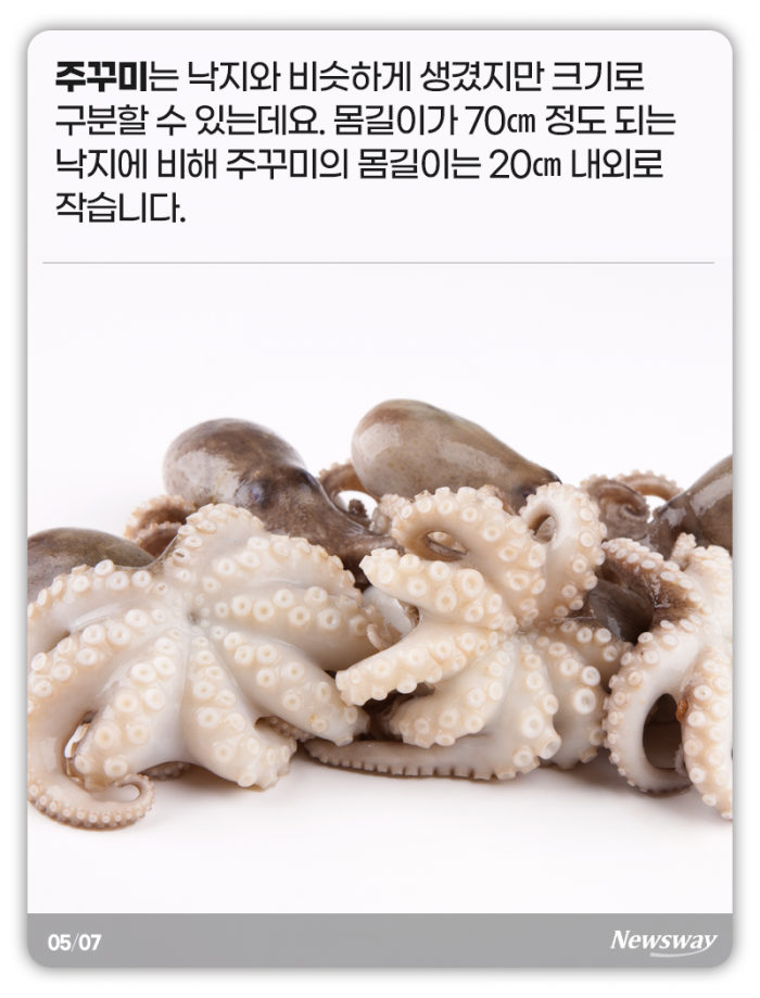 지금 도다리와 주꾸미를 먹어야 하는 이유 기사의 사진