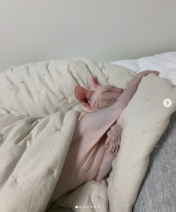 故 설리의 반려묘 블린. 사진=김선아 인스타그램 캡처
