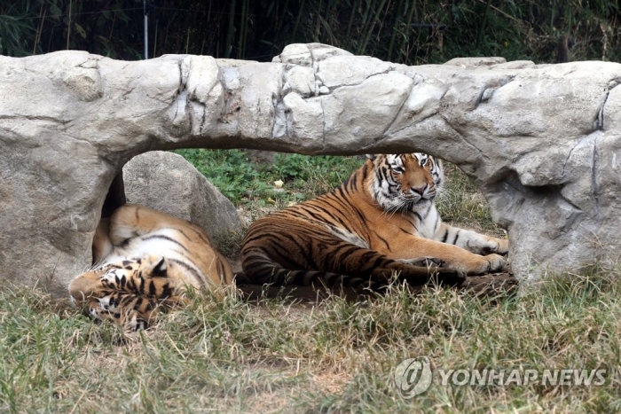 미국 뉴욕 동물원 호랑이, ‘코로나19’ 확진···최초 사례. 사진=연합뉴스(해당 사진은 내용과 무관)