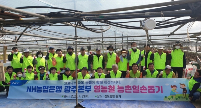 농협 광주본부, NH농협은행 광주영업본부 지점장 등이 삼도농협 조합원 농가를 찾아 농촌 일손 돕기 모습