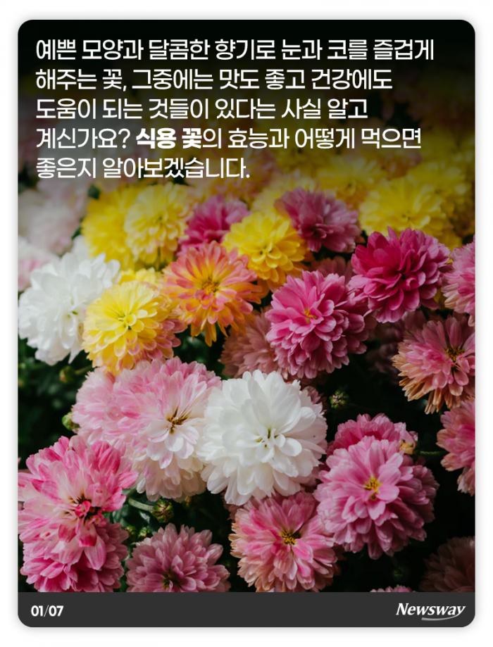 예쁜 꽃, 눈 말고 입으로 즐기세요 기사의 사진