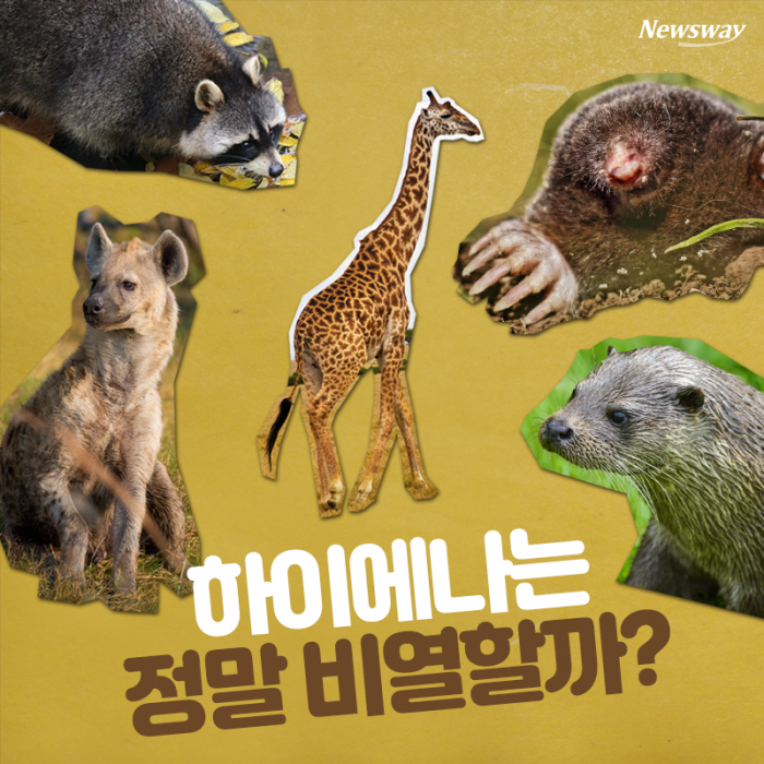 하이에나는 정말 비열할까? 기사의 사진