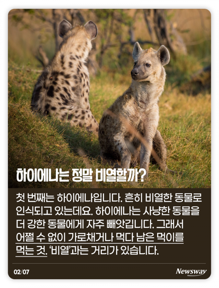 하이에나는 정말 비열할까? 기사의 사진