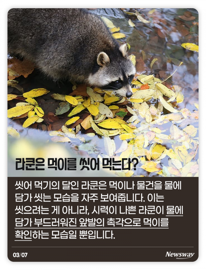 하이에나는 정말 비열할까? 기사의 사진