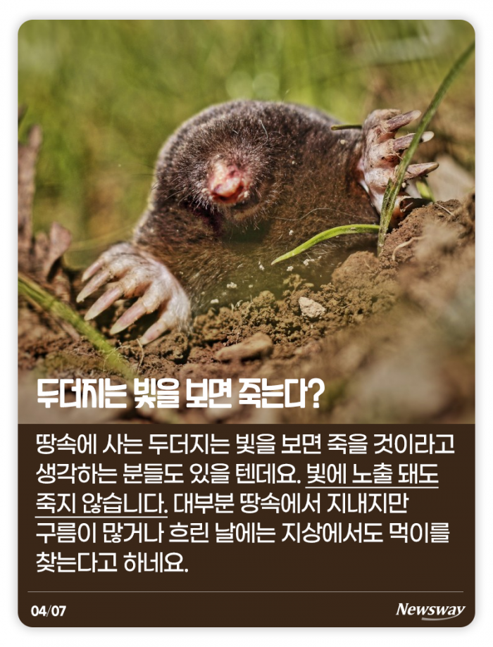 하이에나는 정말 비열할까? 기사의 사진
