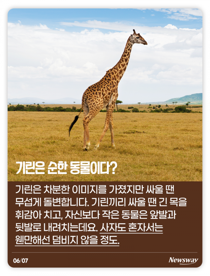 하이에나는 정말 비열할까? 기사의 사진