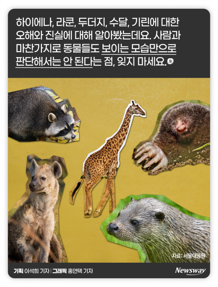 하이에나는 정말 비열할까? 기사의 사진