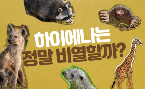 하이에나는 정말 비열할까?
