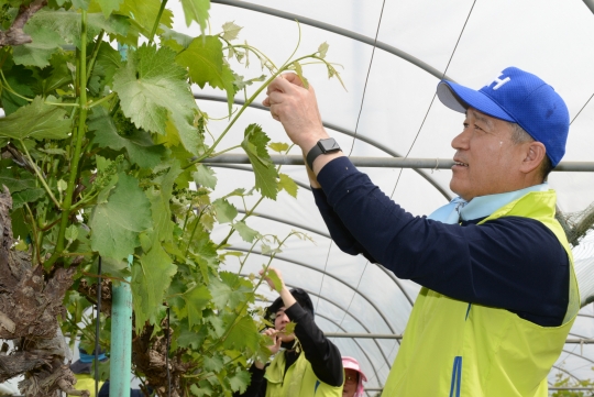 14일 경기 안성시 일죽면 율동마을을 방문한 최창수 NH농협손해보험 대표가 포도 순을 따고 있다. 사진=NH농협손해보험