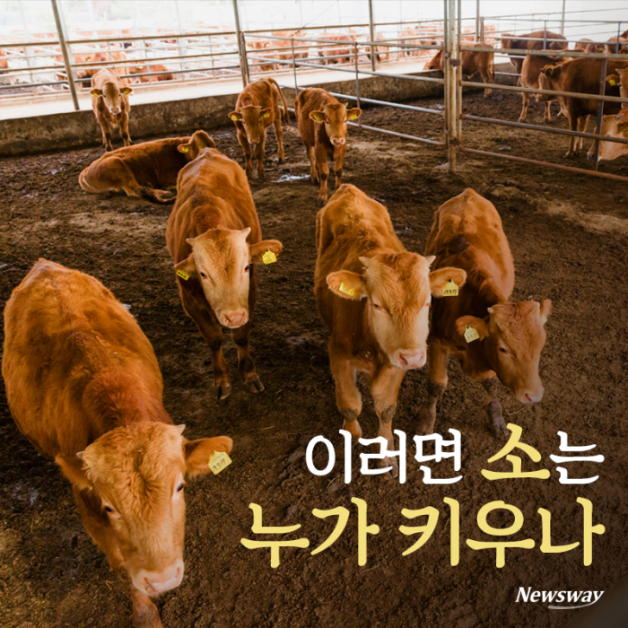 이러면 소는 누가 키우나 기사의 사진