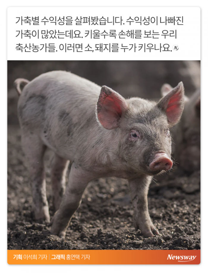 이러면 소는 누가 키우나 기사의 사진