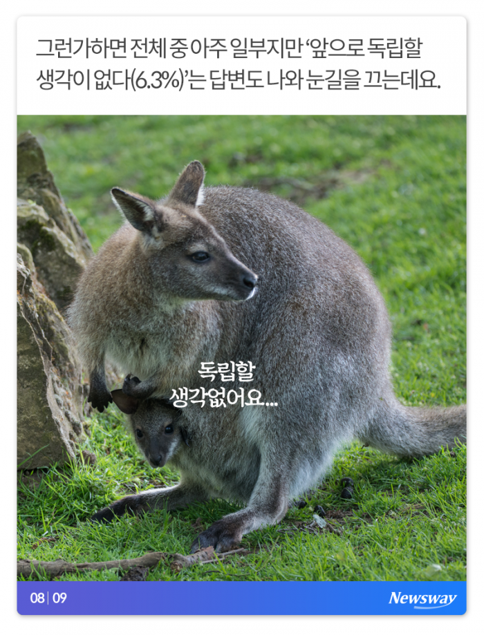 열심히 살았지만 어쩌다 보니 아직 ‘캥거루’입니다 기사의 사진
