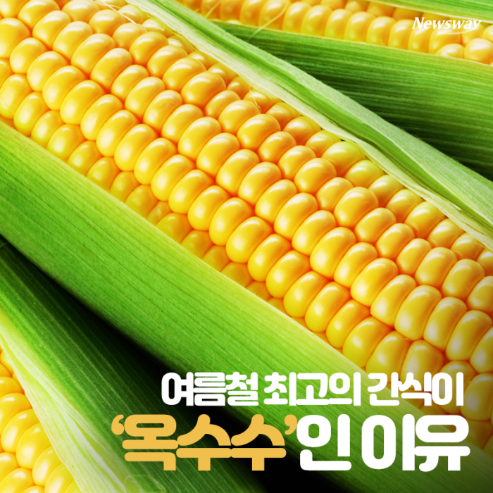 여름철 최고의 간식이 ‘옥수수’인 이유 기사의 사진
