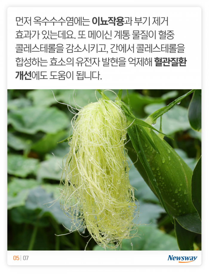 여름철 최고의 간식이 ‘옥수수’인 이유 기사의 사진