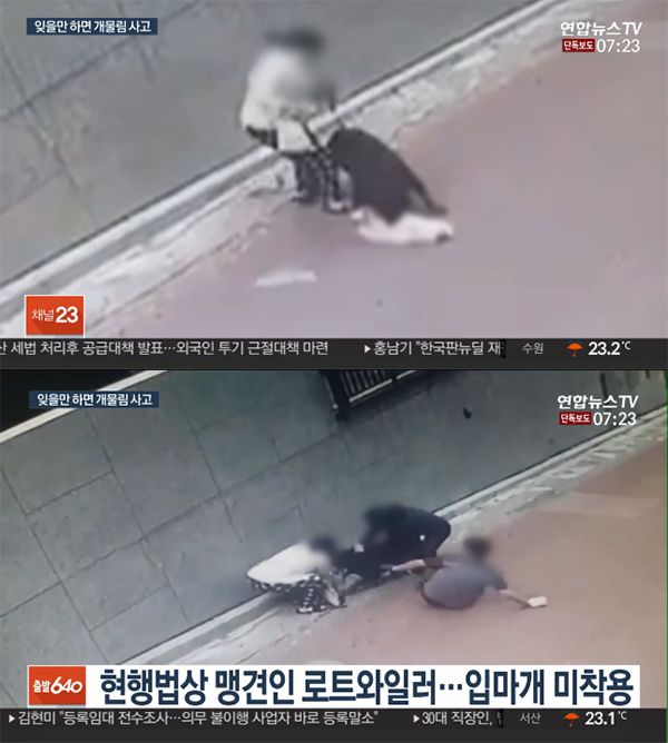 입마개 안한 맹견 로트와일러, 소형견 스피츠 물어 죽여···견주도 부상. 사진=연합뉴스TV
