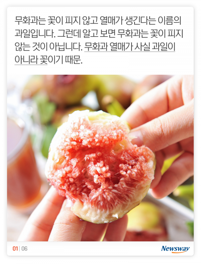 클레오파트라가 즐겨 먹은 이유 있었네 기사의 사진