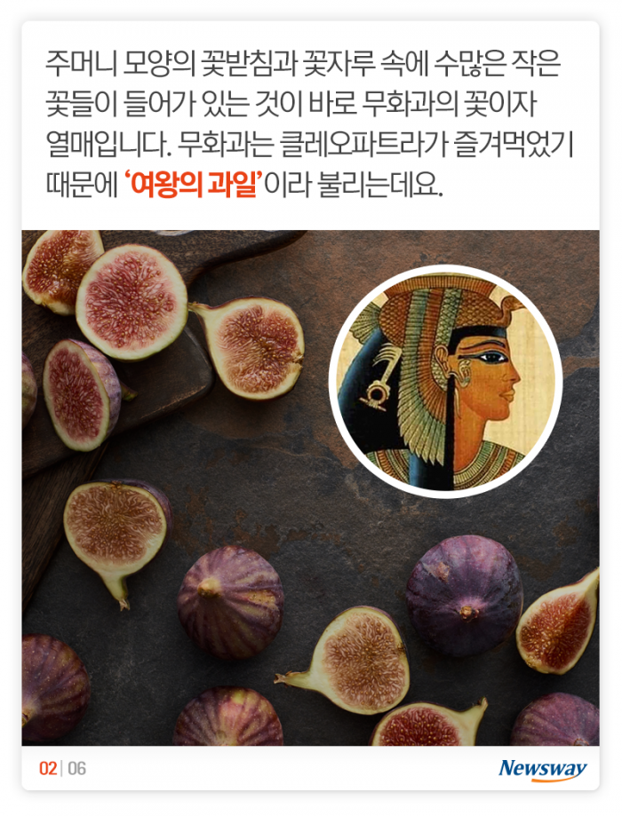 클레오파트라가 즐겨 먹은 이유 있었네 기사의 사진