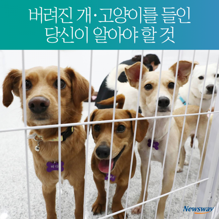 버려진 개·고양이를 들인 당신이 알아야 할 것 기사의 사진