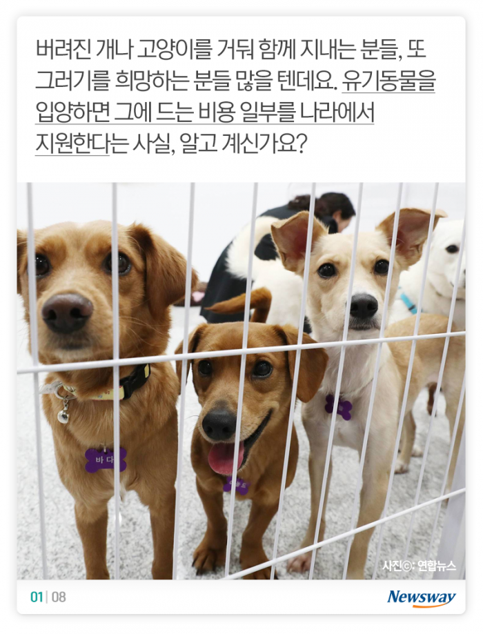 버려진 개·고양이를 들인 당신이 알아야 할 것 기사의 사진