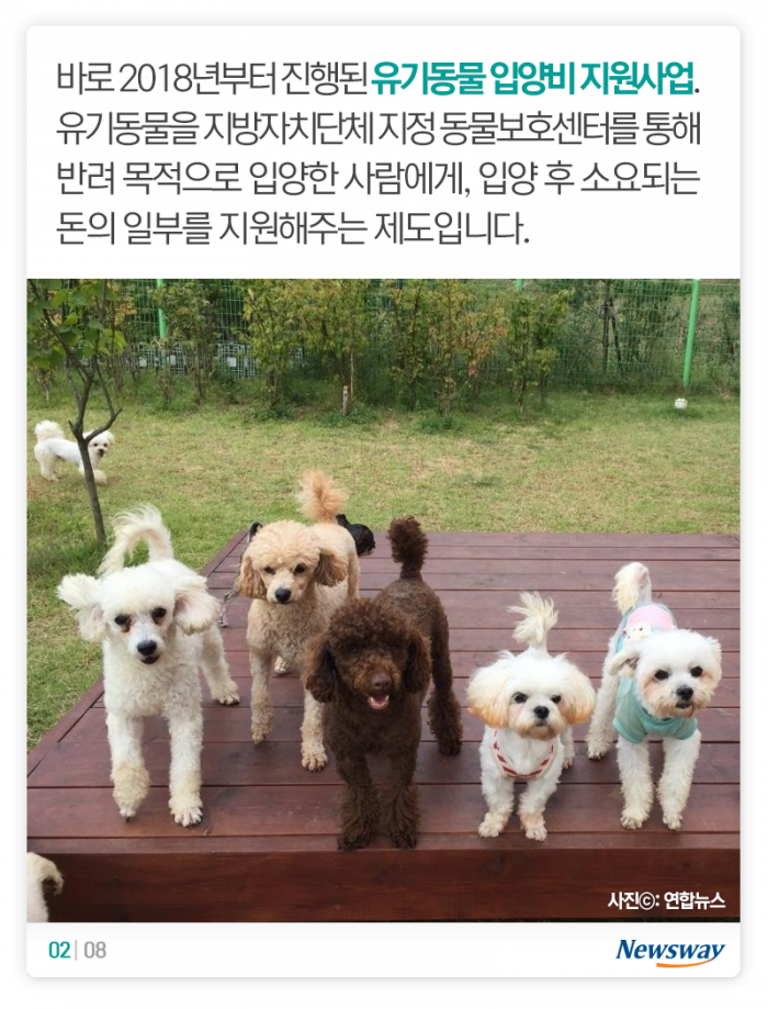 버려진 개·고양이를 들인 당신이 알아야 할 것 기사의 사진