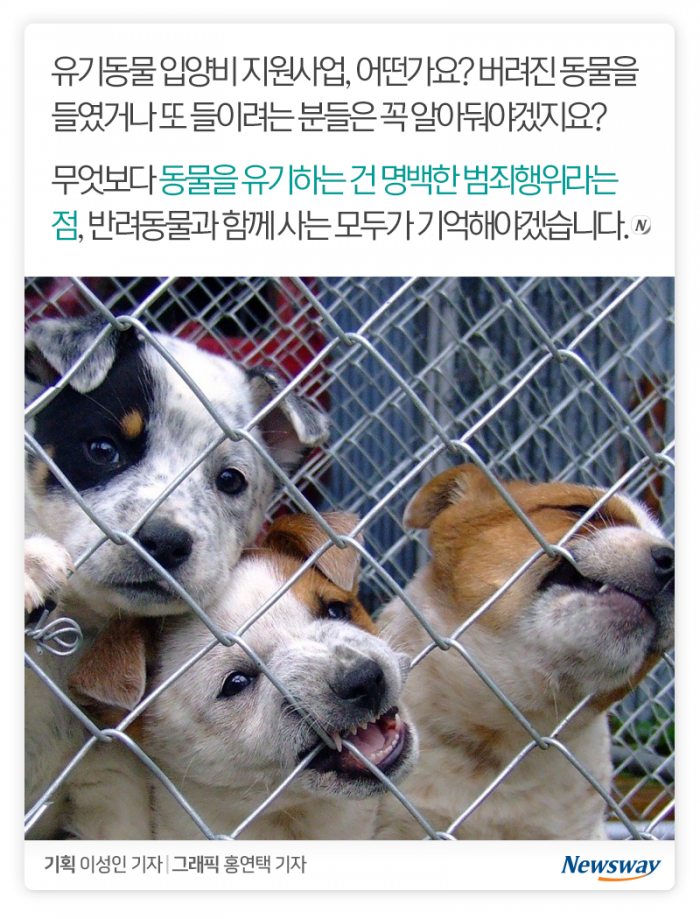 버려진 개·고양이를 들인 당신이 알아야 할 것 기사의 사진