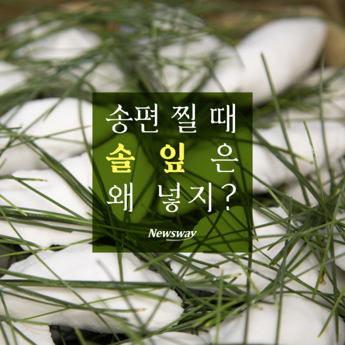 송편 찔 때 솔잎은 왜 넣지? 기사의 사진