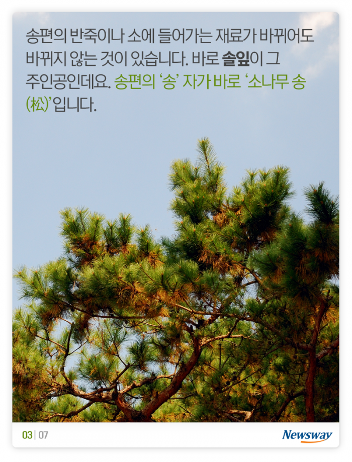 송편 찔 때 솔잎은 왜 넣지? 기사의 사진
