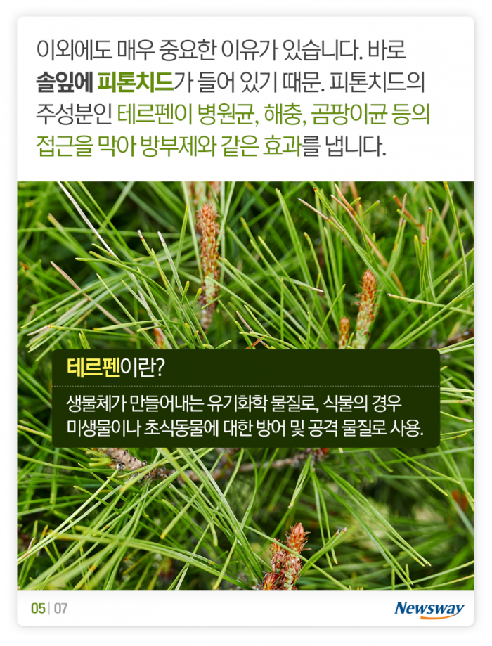 송편 찔 때 솔잎은 왜 넣지? 기사의 사진