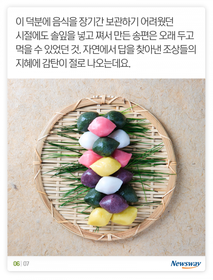 송편 찔 때 솔잎은 왜 넣지? 기사의 사진