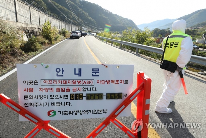 강원 화천군 양돈농장서 ‘아프리카돼지열병’ 발생···1년 만에 재발. 사진=연합뉴스
