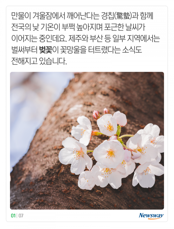 꽃 피는 날 점점 빨라지는데···‘식목일’도 바뀔까? 기사의 사진