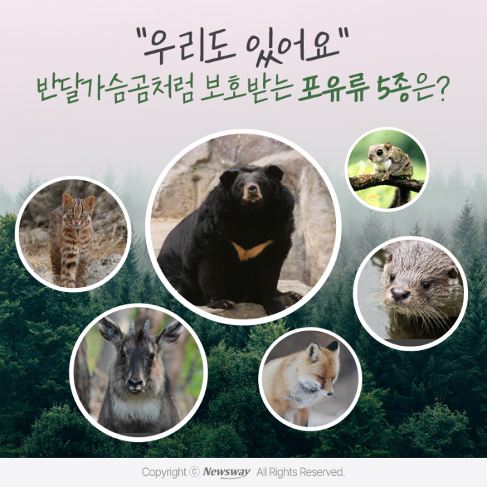 "우리도 있어요" 반달가슴곰처럼 보호받는 포유류 5종은? 기사의 사진