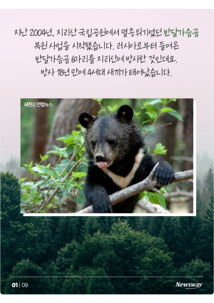 "우리도 있어요" 반달가슴곰처럼 보호받는 포유류 5종은? 기사의 사진