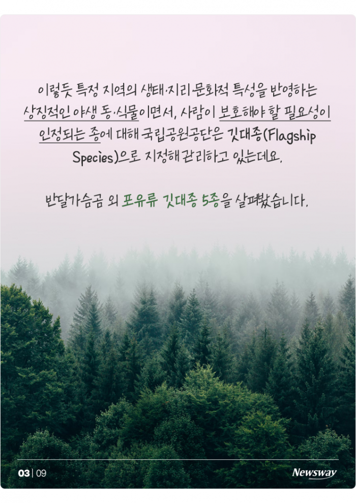"우리도 있어요" 반달가슴곰처럼 보호받는 포유류 5종은? 기사의 사진