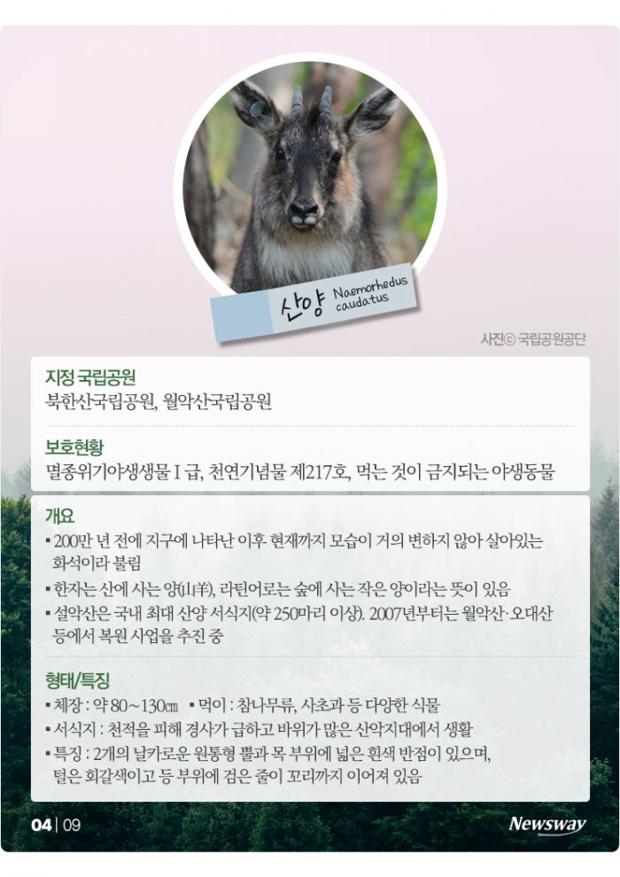 "우리도 있어요" 반달가슴곰처럼 보호받는 포유류 5종은? 기사의 사진