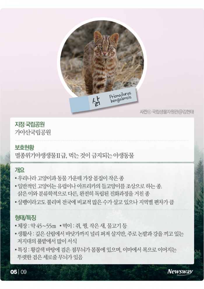 "우리도 있어요" 반달가슴곰처럼 보호받는 포유류 5종은? 기사의 사진