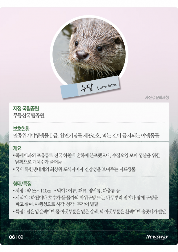 "우리도 있어요" 반달가슴곰처럼 보호받는 포유류 5종은? 기사의 사진