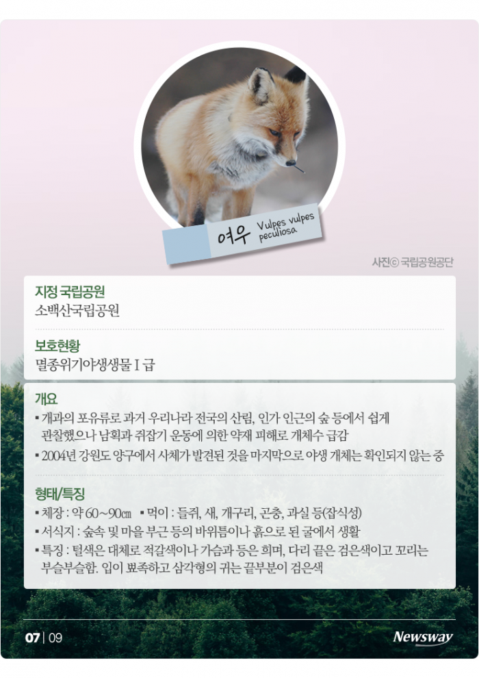 "우리도 있어요" 반달가슴곰처럼 보호받는 포유류 5종은? 기사의 사진